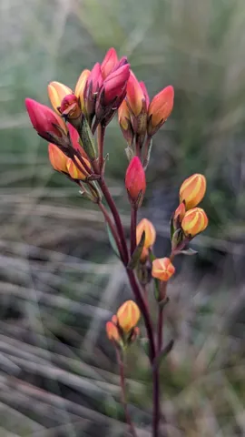 Brotes rojos y amarillos entre el pajonal