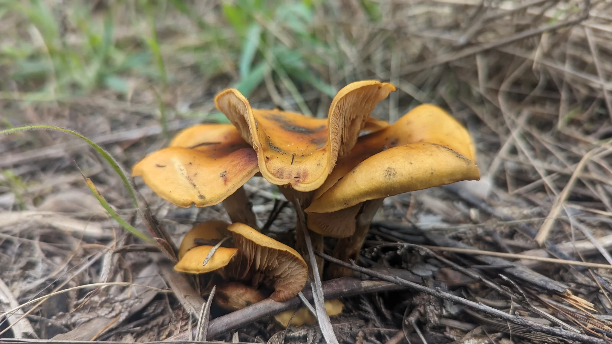 Hongos anaranjados en la hierba seca. La identificación más precisa sigue sin confirmarse.
