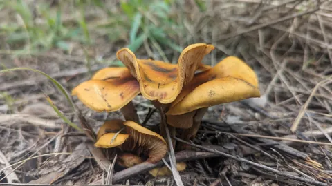 Hongos anaranjados en la hierba seca. La identificación más precisa sigue sin confirmarse.