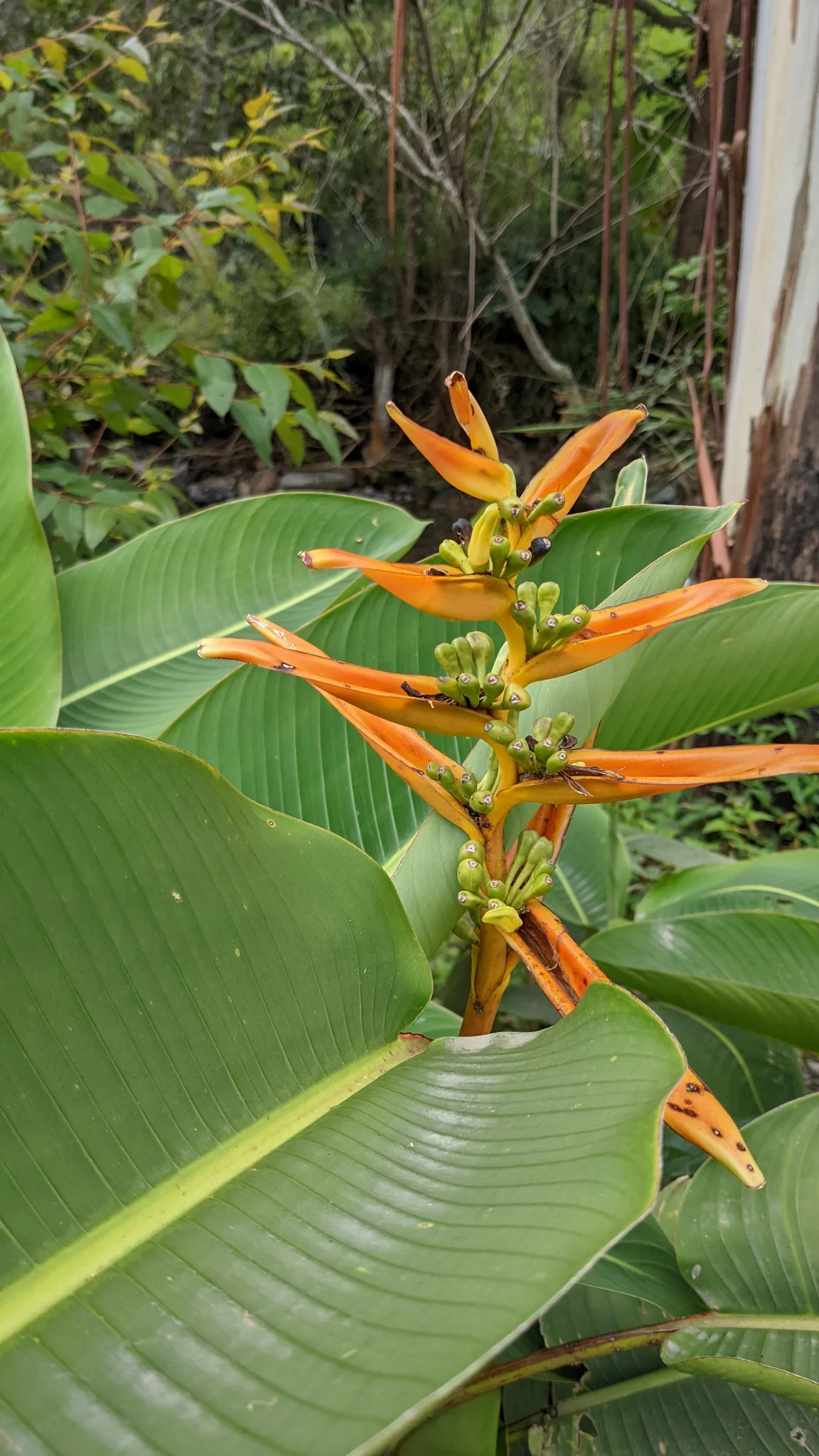Brácteas de Heliconia entre hojas anchas.