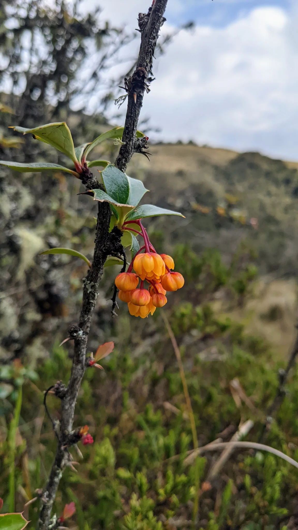 Flores anaranjadas de Berberis.