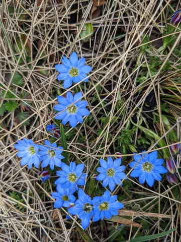Flores azules en el césped de altura. La identificación más precisa sigue sin confirmarse.