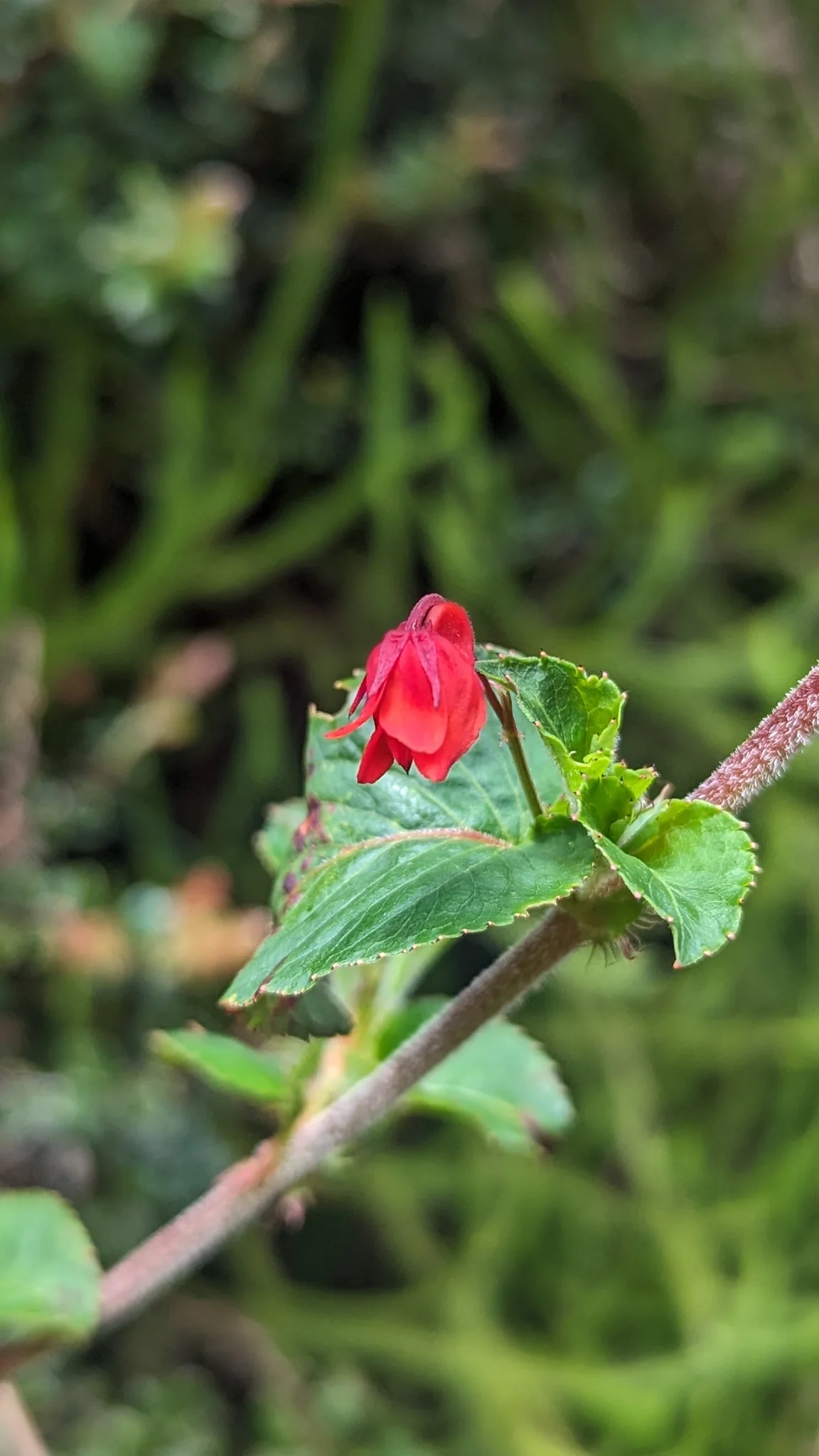 Flor encapuchada de Columnea.