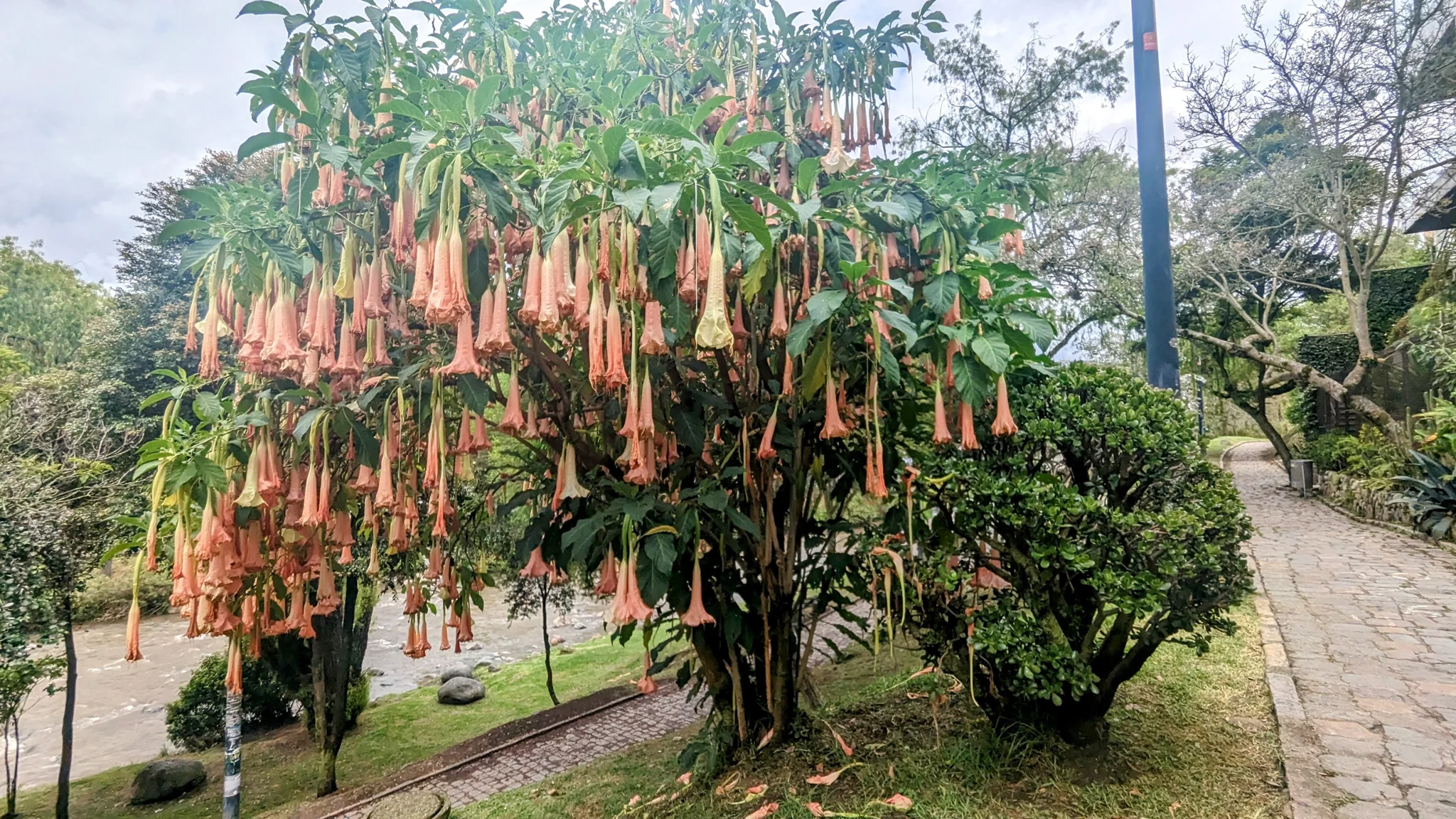 Trompetas de Brugmansia en un parque.