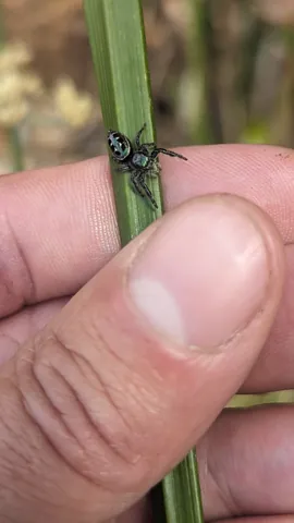Araña iridiscente en una hoja de hierba. La identificación más precisa sigue sin confirmarse.