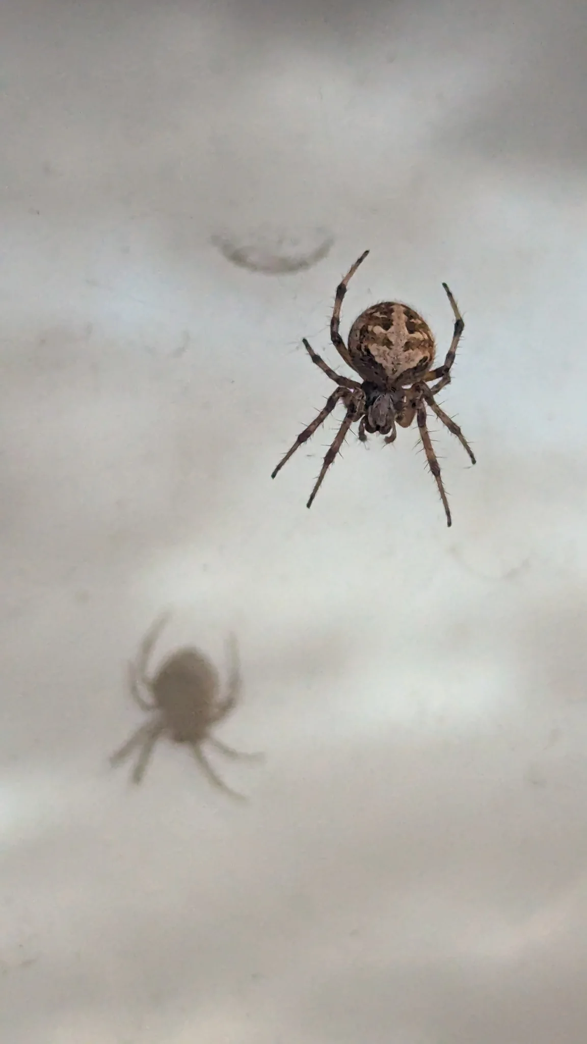Araña suspendida en su red. La identificación más precisa sigue sin confirmarse.
