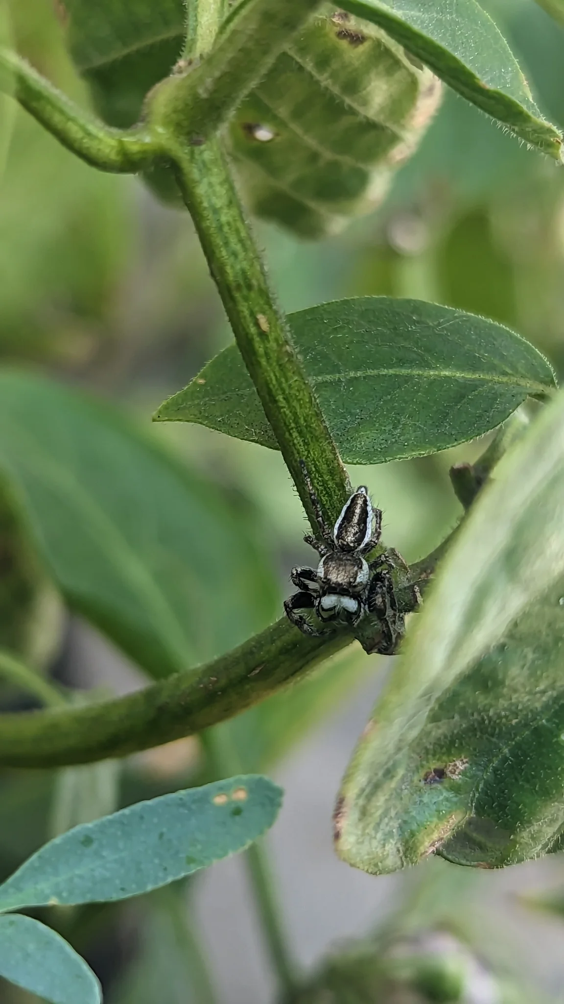 Araña pequeña en un tallo verde. La identificación más precisa sigue sin confirmarse.