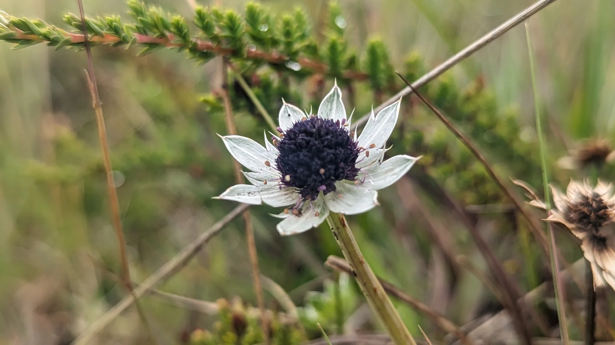 Una cabezuela oscura de Eryngium humile está rodeada de brácteas claras, estrechas y puntiagudas.