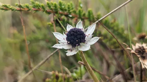 Una cabezuela oscura de Eryngium humile está rodeada de brácteas claras, estrechas y puntiagudas.