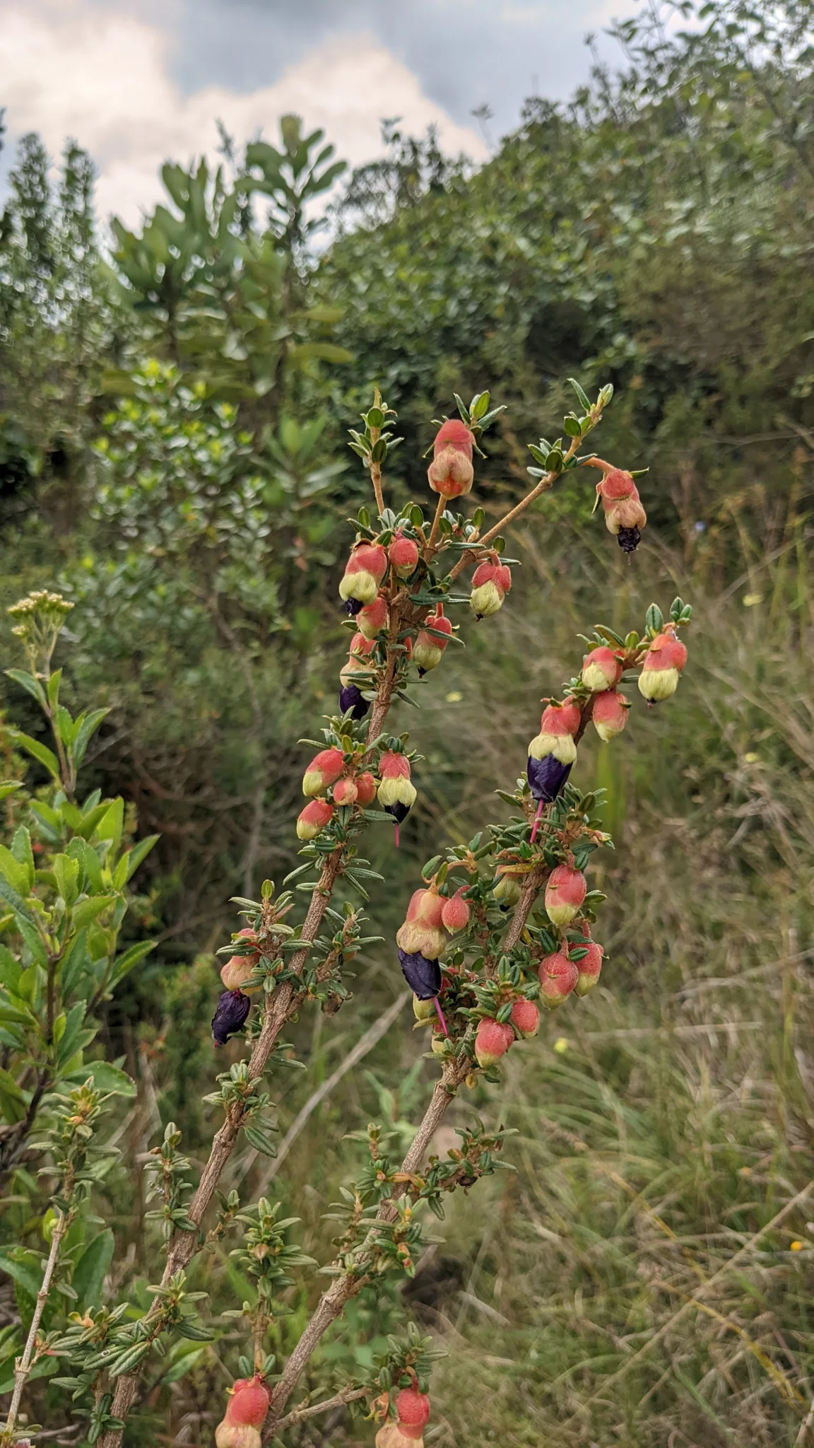 Flores colgantes de Brachyotum.