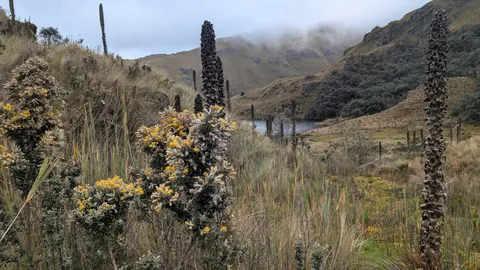Espigas secas y arbustos amarillos sobre el agua. El nombre del cuerpo de agua sigue sin confirmarse.