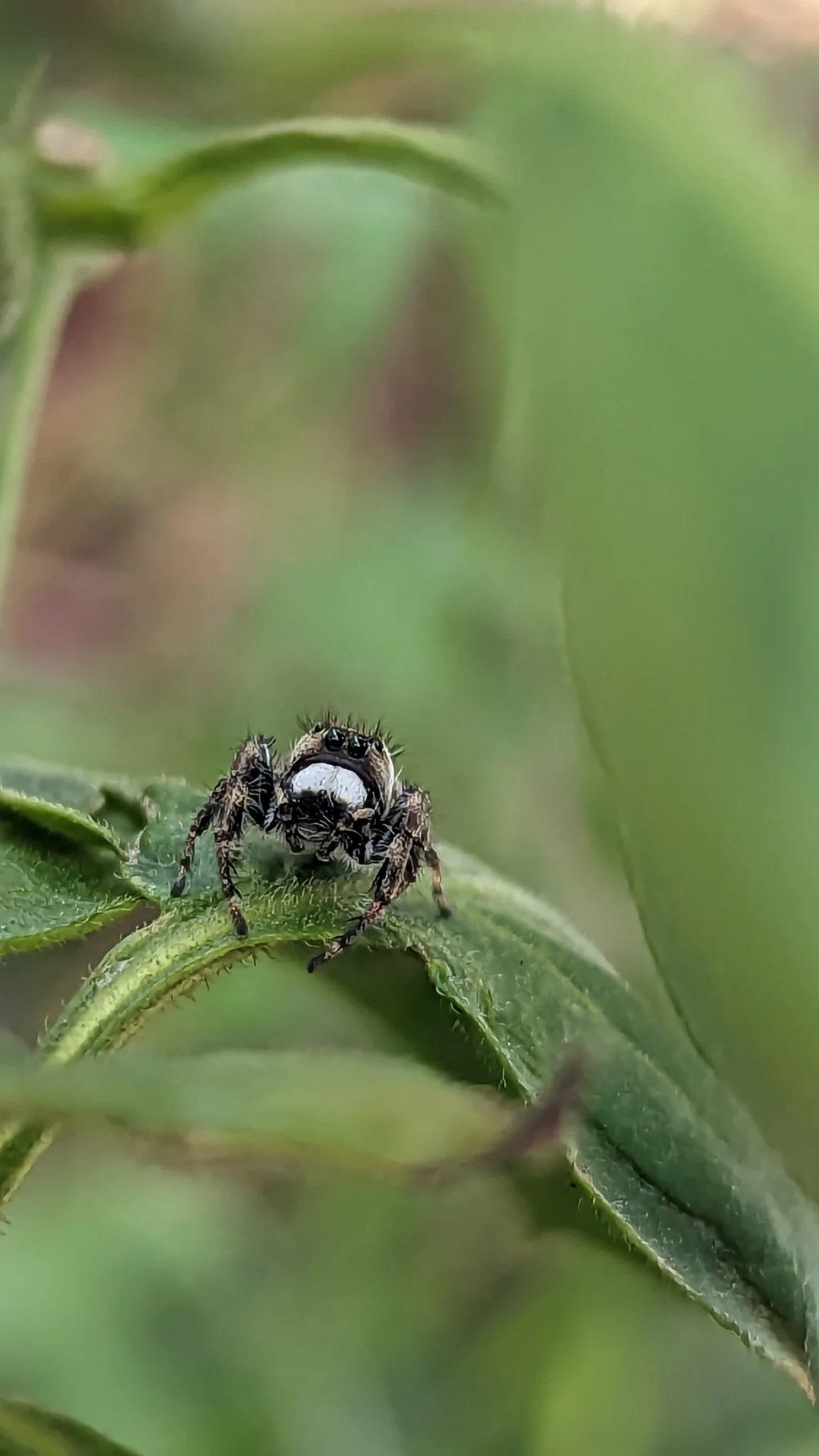 Araña pequeña en un tallo verde. La identificación más precisa sigue sin confirmarse.