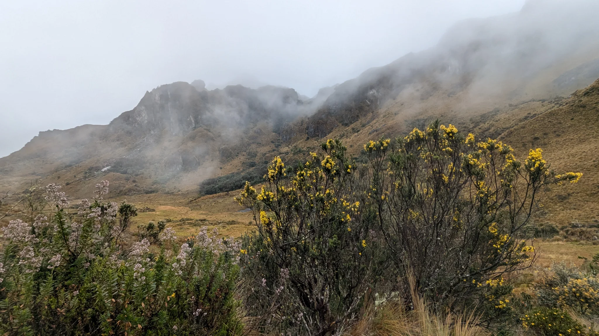 Ramilletes amarillos de Gynoxys sobresalen del pajonal bajo paredes rocosas cubiertas de nubes. La identificación llega al género.