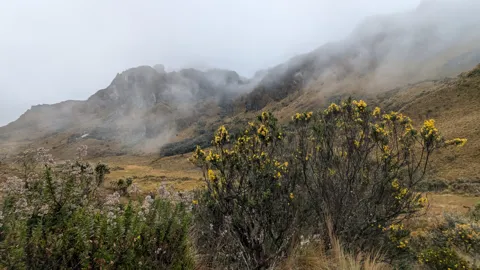 Ramilletes amarillos de Gynoxys sobresalen del pajonal bajo paredes rocosas cubiertas de nubes. La identificación llega al género.