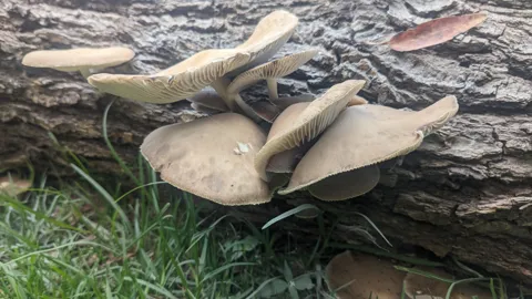 Hongos de láminas claras en un tronco. La identificación más precisa sigue sin confirmarse.
