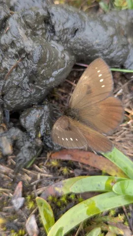 Mariposa de color arena junto a corteza musgosa. La identificación más precisa sigue sin confirmarse.