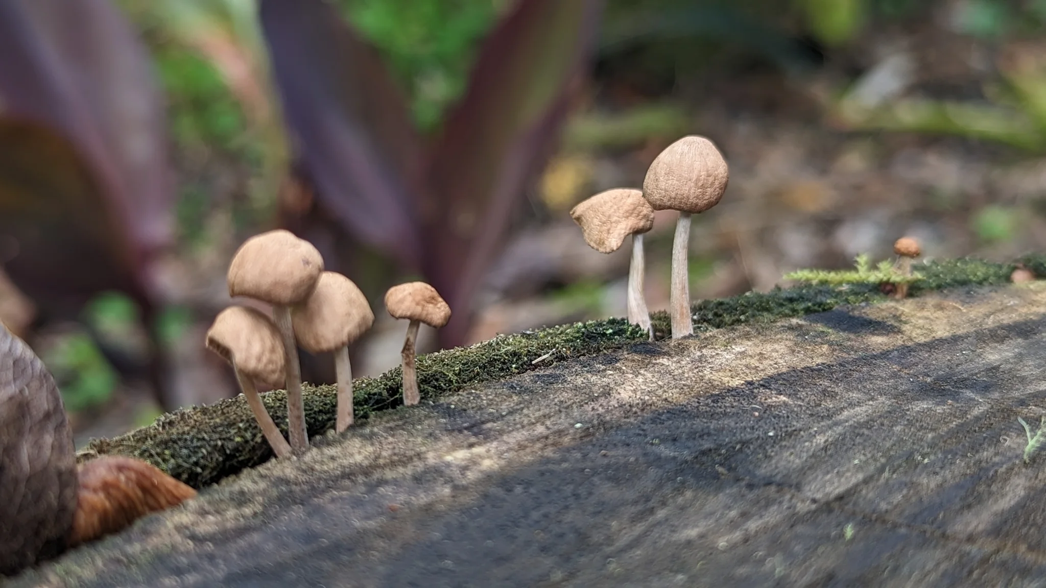Pequeños hongos sobre madera. La identificación más precisa sigue sin confirmarse.