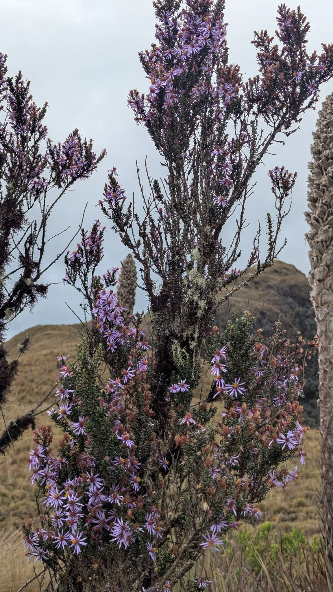 Espigas moradas en el páramo. La identificación más precisa sigue sin confirmarse.