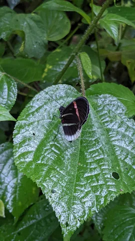Mariposa oscura en una hoja rugosa. La identificación más precisa sigue sin confirmarse.