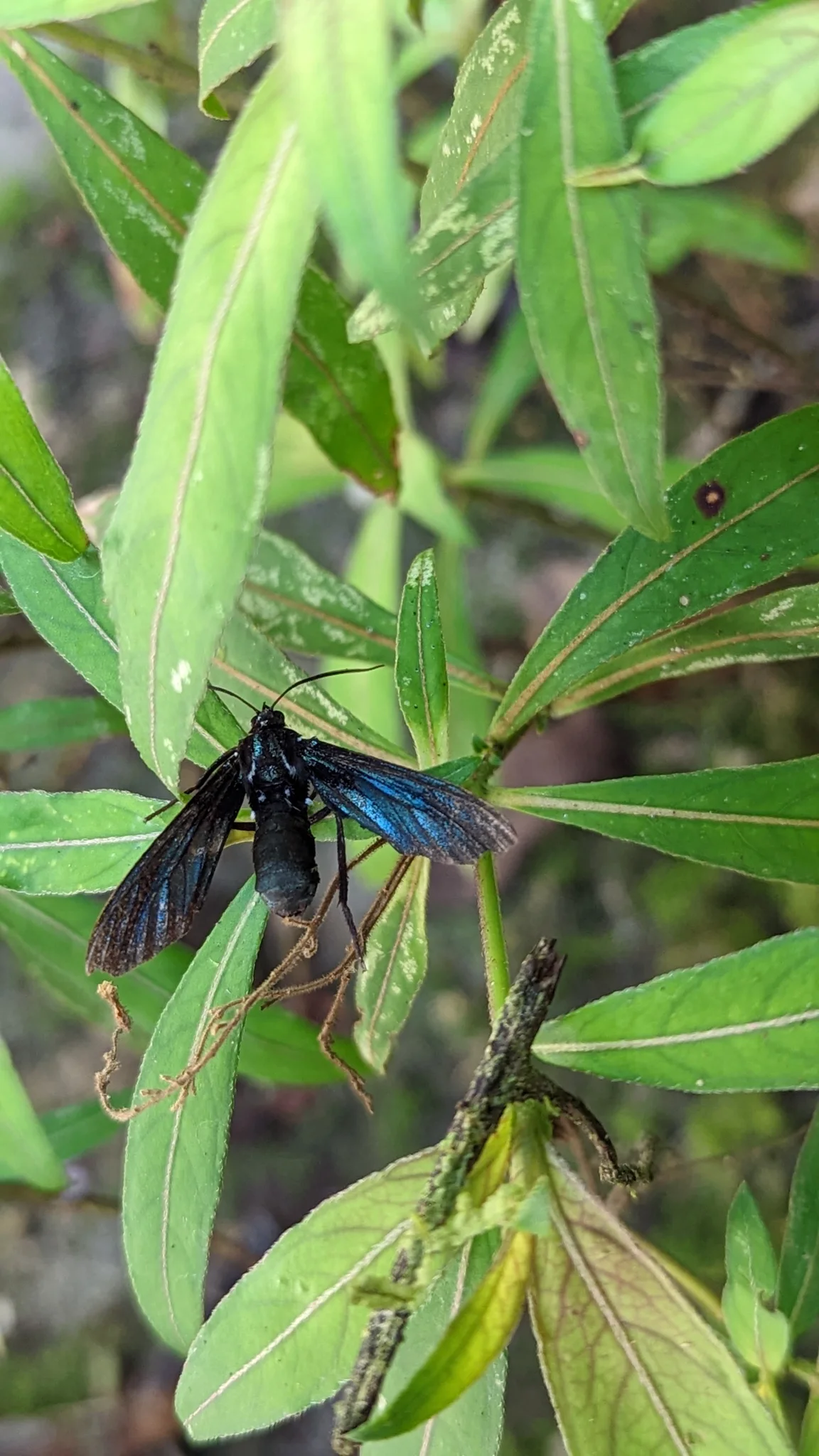 Insecto alado azul y negro en una planta. La identificación más precisa sigue sin confirmarse.