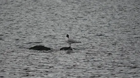 Dos aves acuáticas entre rocas oscuras