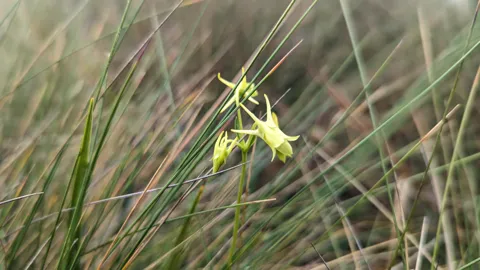 Pequeñas flores amarillas en el pajonal. La identificación más precisa sigue sin confirmarse.