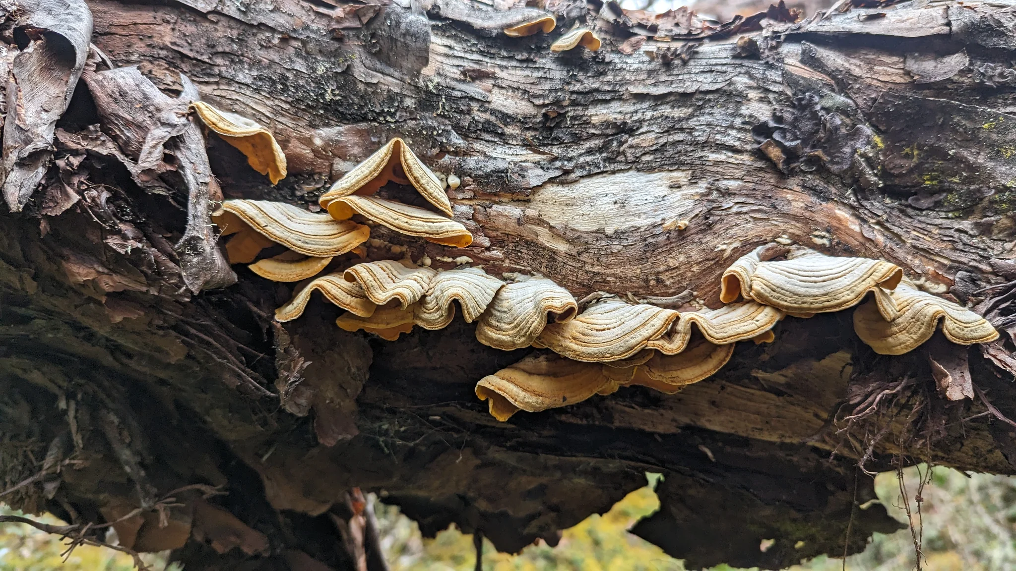 Hongos amarillentos en repisas sobre madera. La identificación más precisa sigue sin confirmarse.