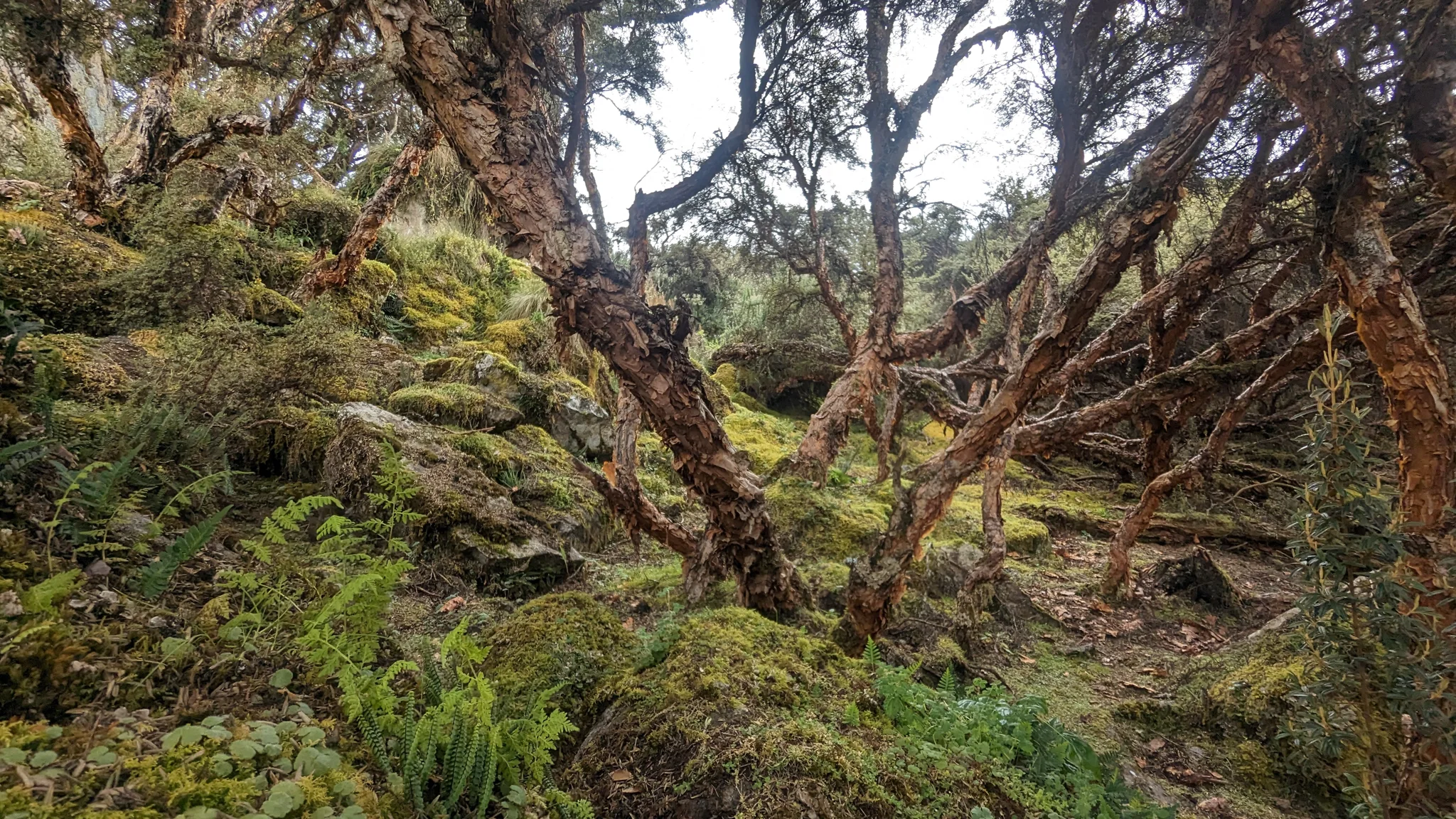 El interior de un bosque con musgo