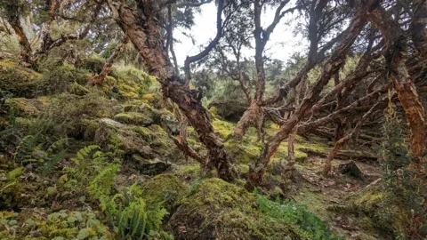 El interior de un bosque con musgo
