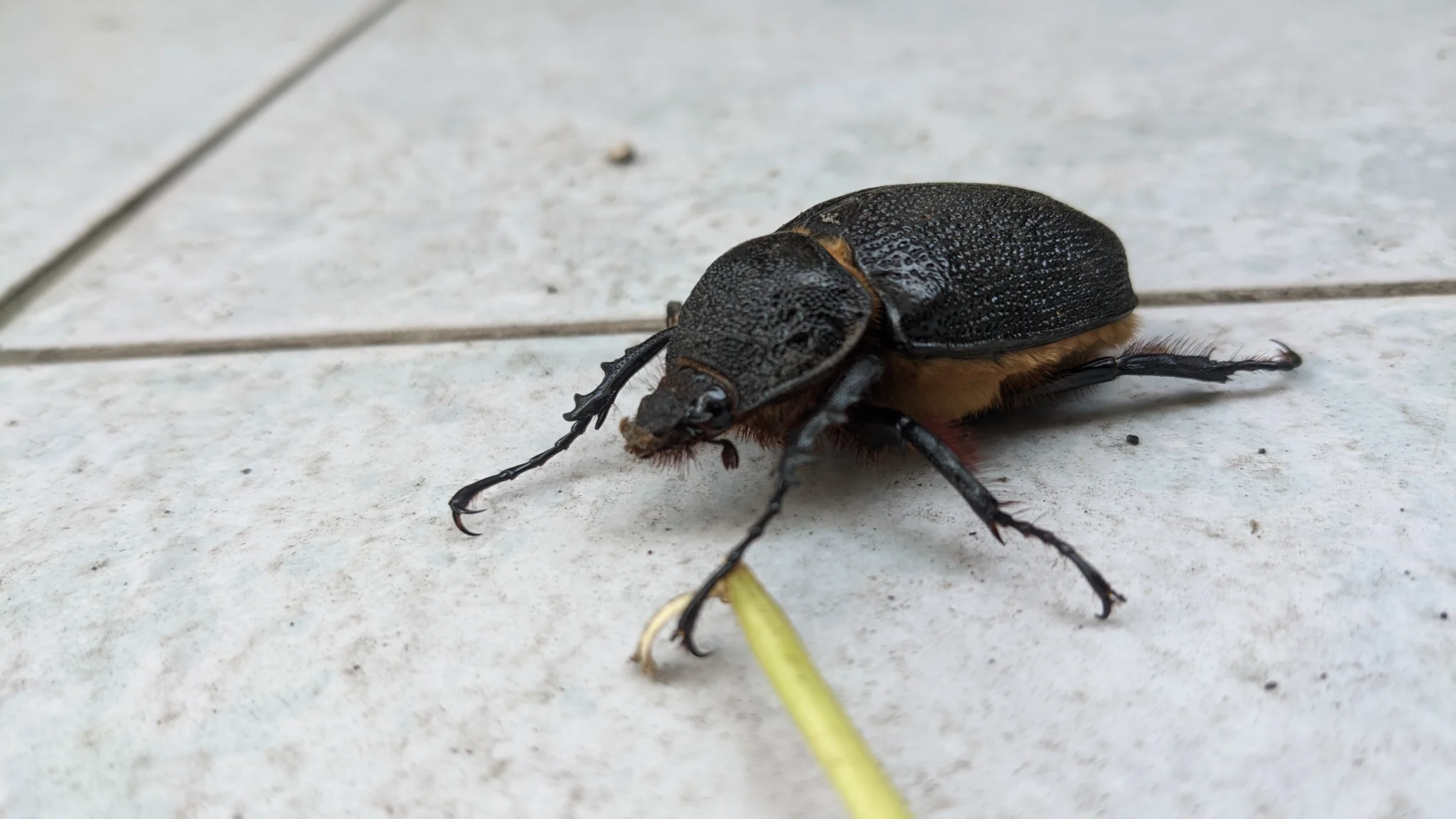 Escarabajo negro de bordes anaranjados. La identificación más precisa sigue sin confirmarse.