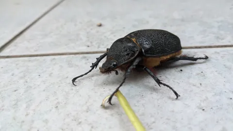 Escarabajo negro de bordes anaranjados. La identificación más precisa sigue sin confirmarse.