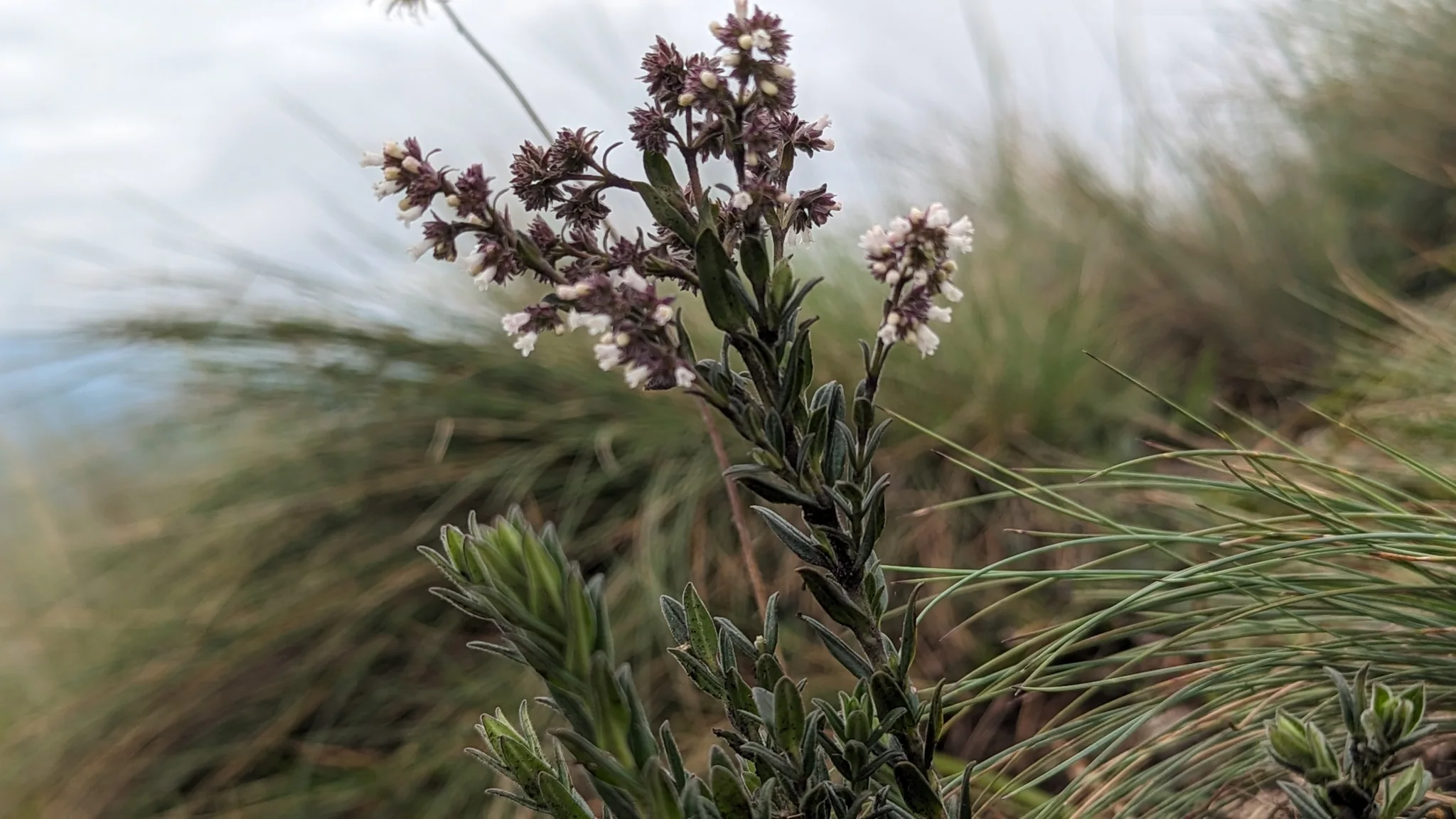 Ramillete de Valeriana en el pajonal.