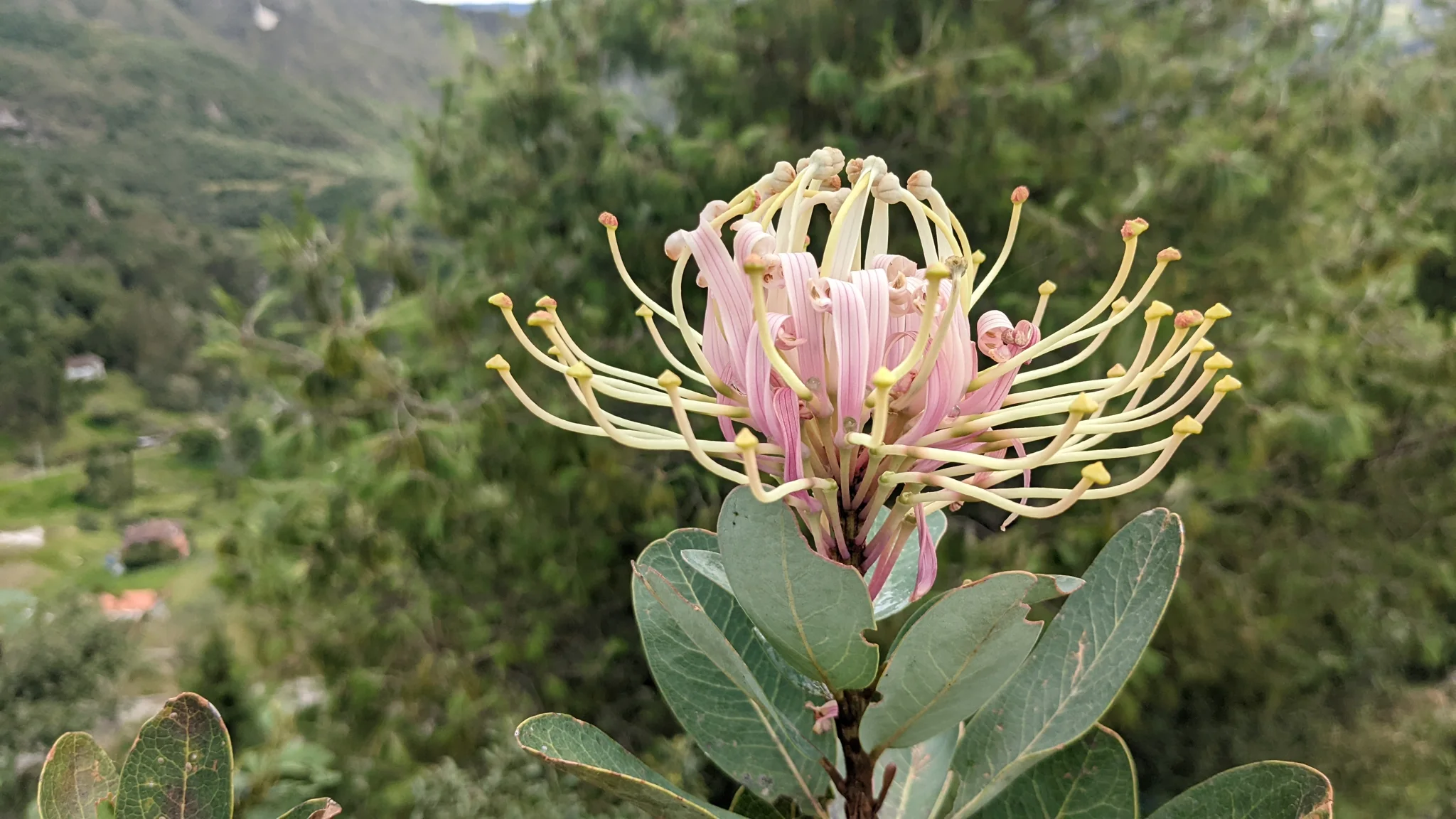 Una inflorescencia rosada de Oreocallis grandiflora despliega largos estilos curvados sobre hojas verdes, con una ladera al fondo.