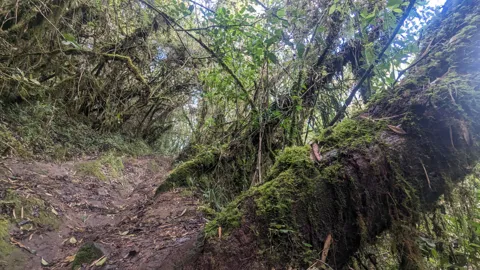 Un sendero bajo ramas entrelazadas