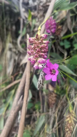 Espiga rosada junto al sendero. La identificación más precisa sigue sin confirmarse.