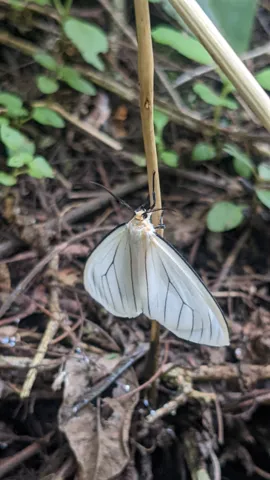 Polilla blanca en un tallo. La identificación más precisa sigue sin confirmarse.