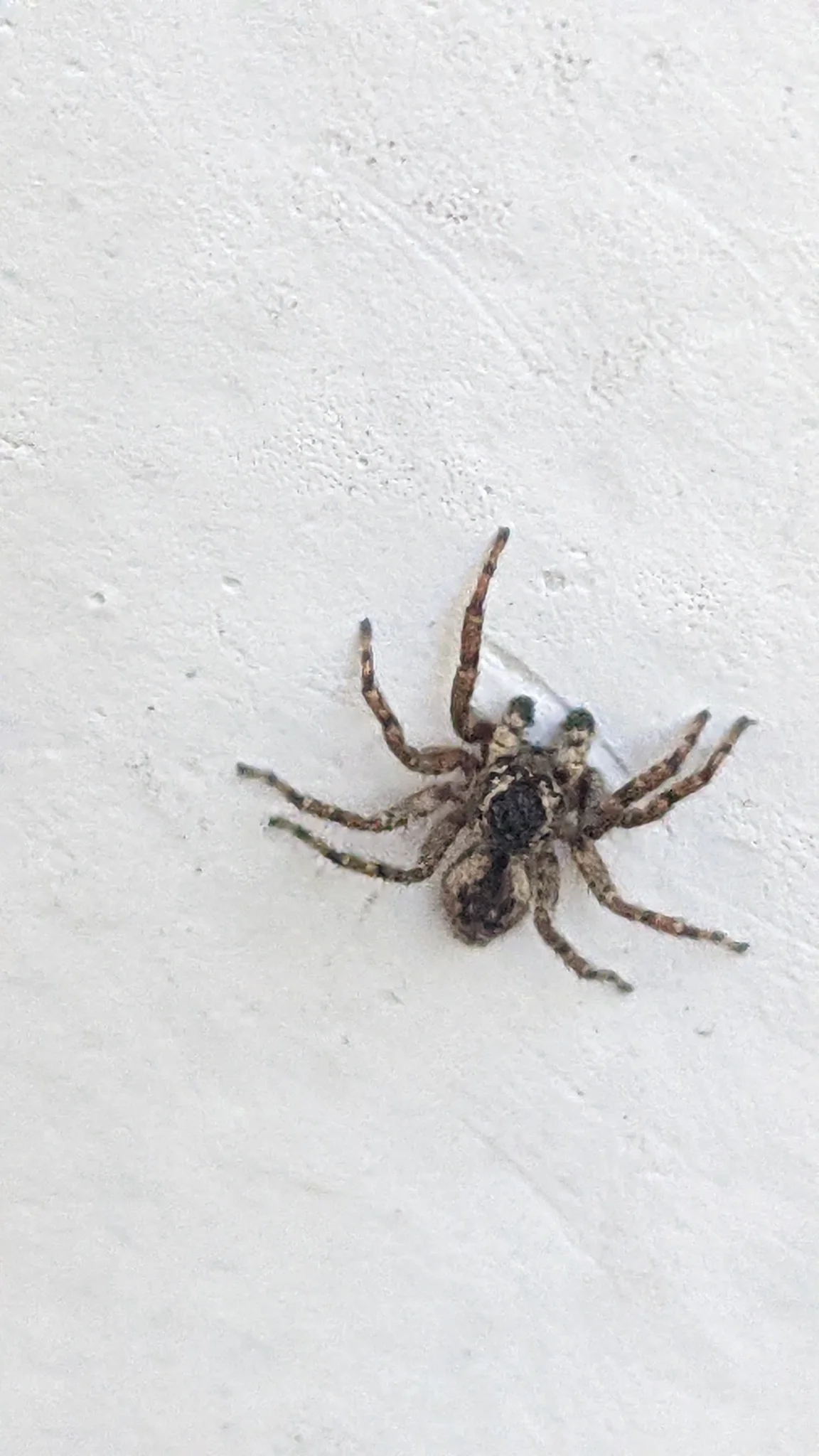 Araña marrón sobre una pared clara. La identificación más precisa sigue sin confirmarse.