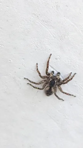 Araña marrón sobre una pared clara. La identificación más precisa sigue sin confirmarse.