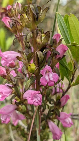 Flores rosadas de Salvia.