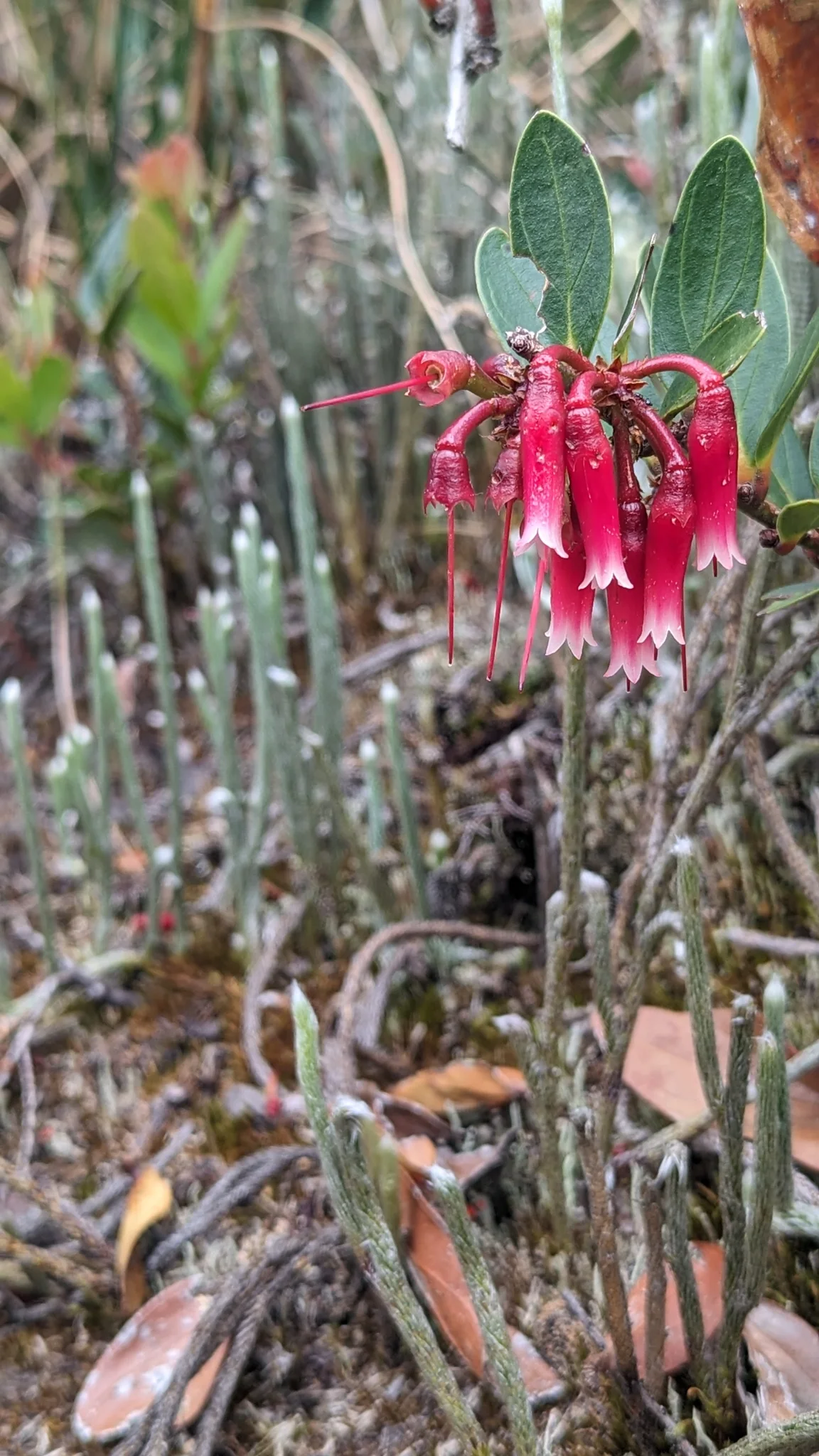 Flores rojas entre plantas de altura. La identificación más precisa sigue sin confirmarse.