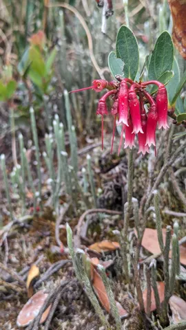 Flores rojas entre plantas de altura. La identificación más precisa sigue sin confirmarse.