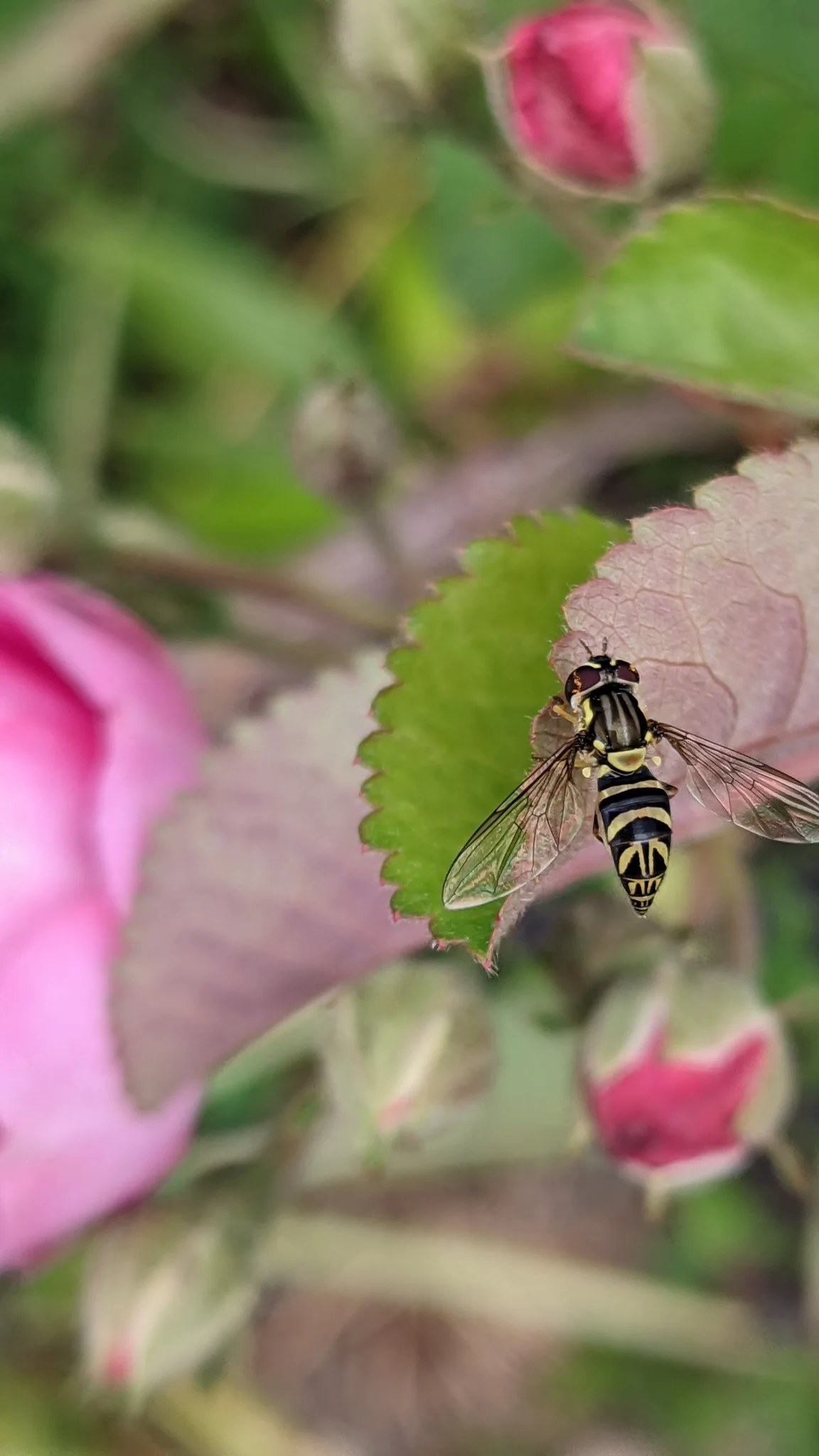 Insecto rayado entre flores rosadas. La identificación más precisa sigue sin confirmarse.