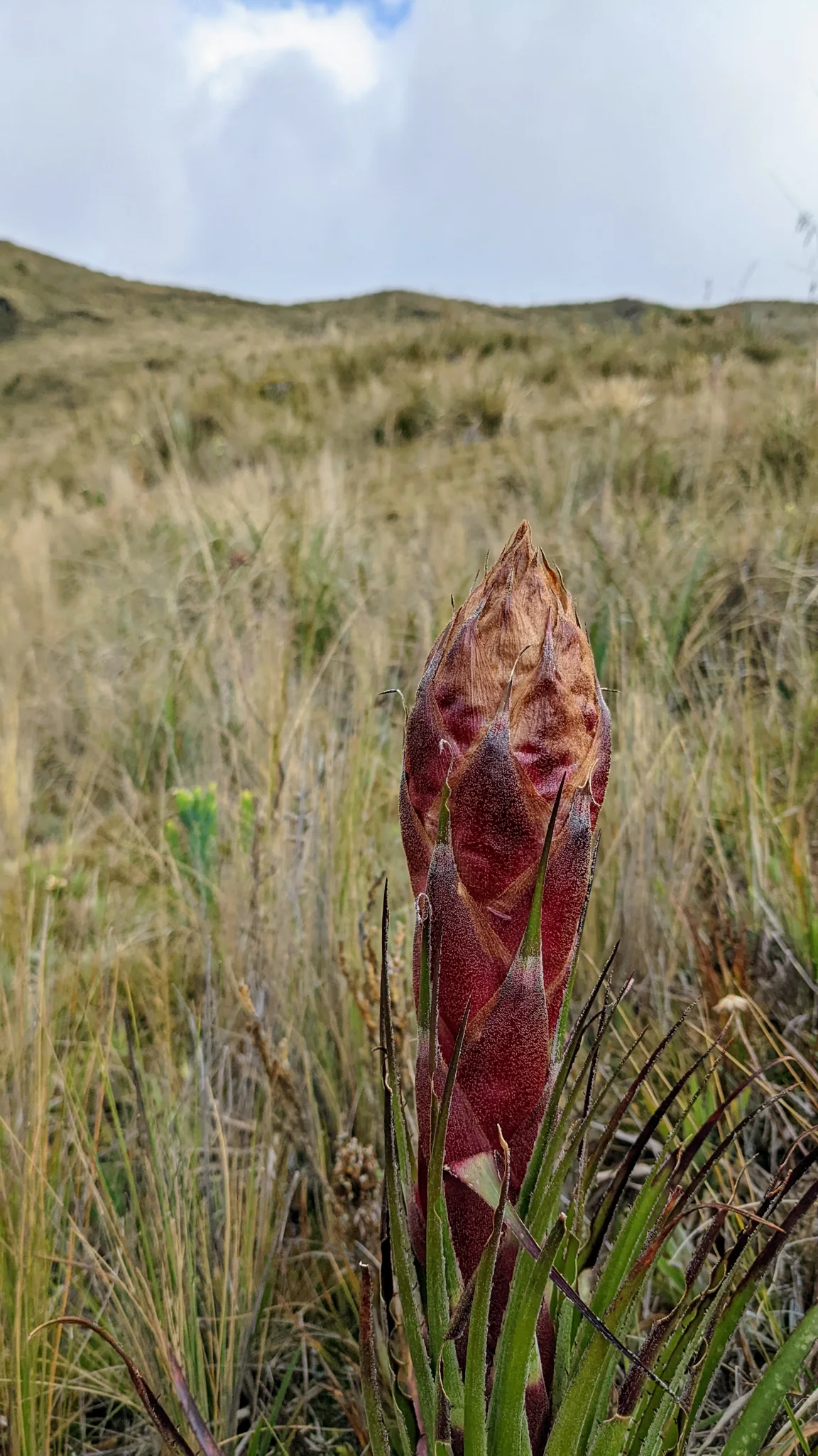 Una espiga rojiza de Puya en desarrollo se alza sobre una roseta de hojas largas entre el pajonal de altura.