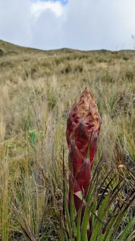 Una espiga rojiza de Puya en desarrollo se alza sobre una roseta de hojas largas entre el pajonal de altura.