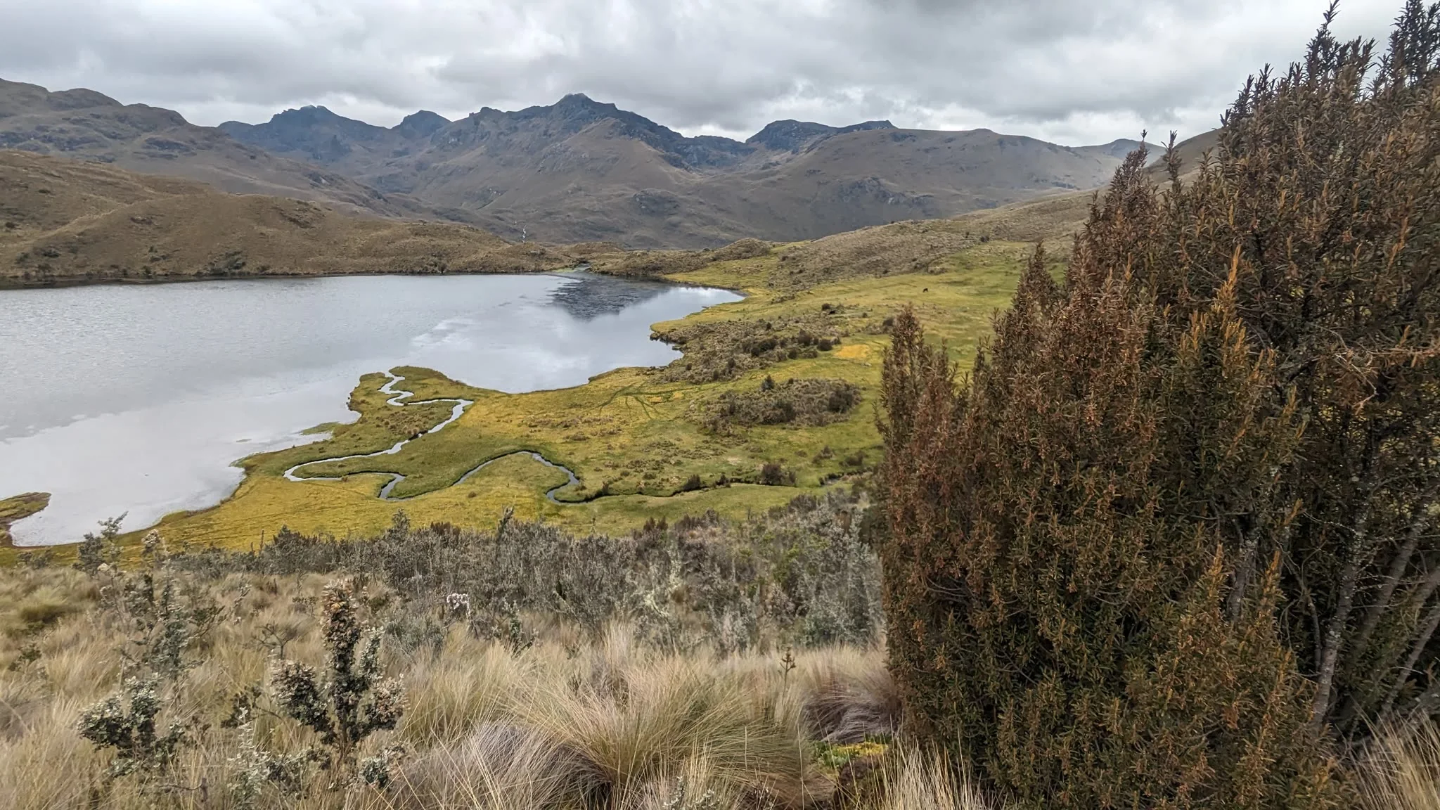 Humedales en la orilla de Togllacocha.
