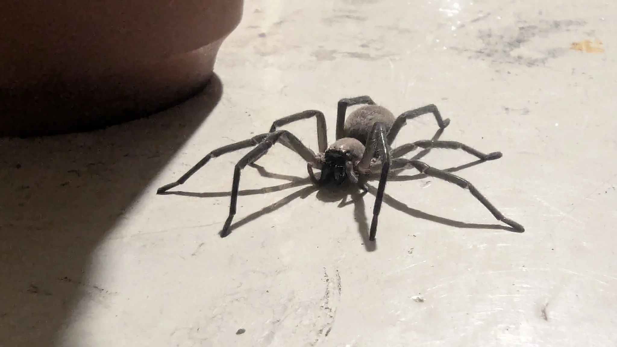 Araña oscura vista de cerca. La identificación más precisa sigue sin confirmarse.