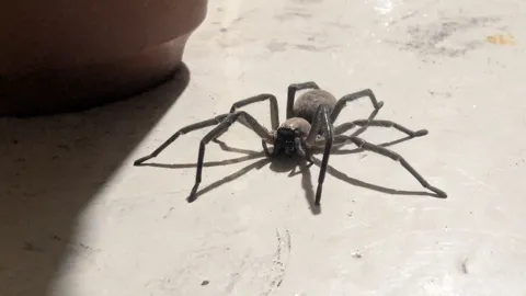 Araña oscura vista de cerca. La identificación más precisa sigue sin confirmarse.