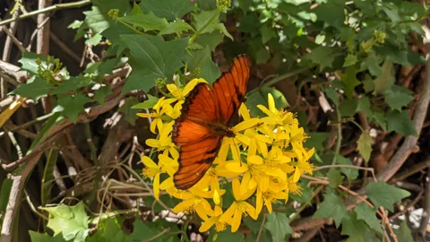 Mariposa rojiza sobre flores amarillas. La identificación más precisa sigue sin confirmarse.