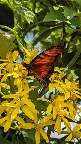 Mariposa de alas anaranjadas entre flores. La identificación más precisa sigue sin confirmarse.
