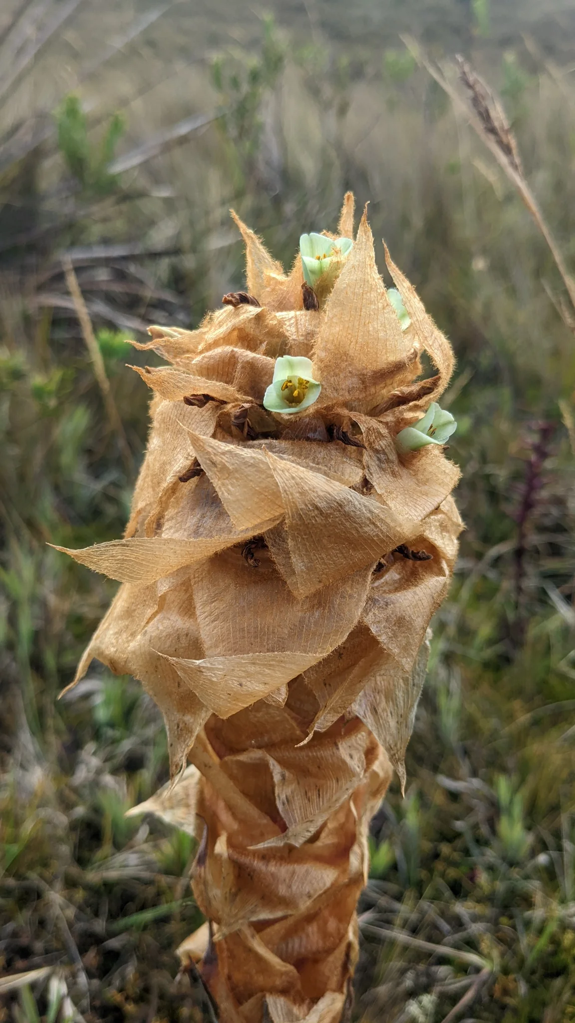 Espiga seca de bromelia vista de cerca. La especie no se confirma con los rasgos visibles.